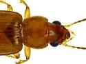 Bradycellus rivalis - photo 3