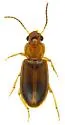 Bradycellus rivalis - photo 4