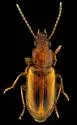 Bradycellus rivalis - photo 5