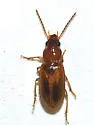Bradycellus rupestris - photo 3
