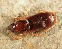 Bradycellus rupestris - photo 4