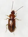 Bradycellus rupestris - photo 5