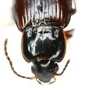 Bradycellus semipubescens - photo 2