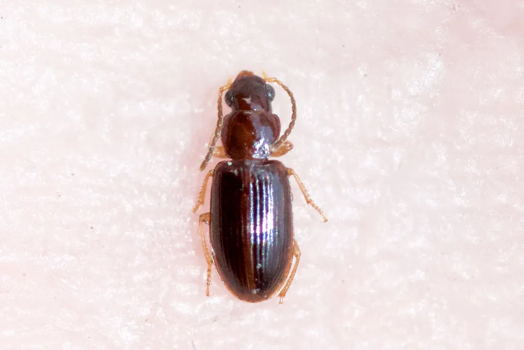 Bradycellus tantillus - photo 2