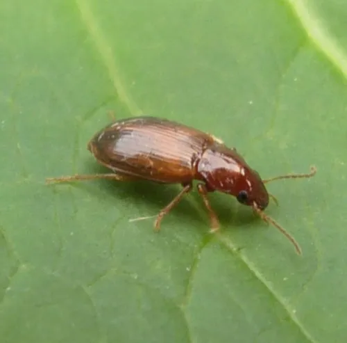 Bradycellus verbasci - photo 2