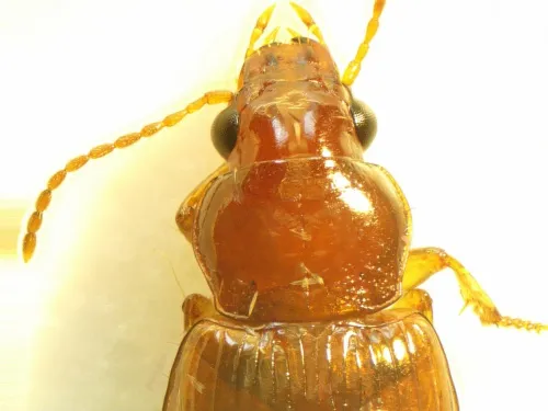 Bradycellus verbasci - photo 3