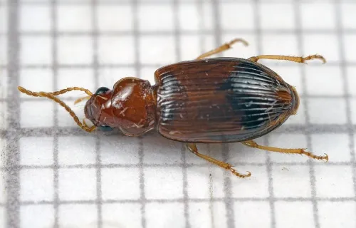 Bradycellus verbasci - photo 4