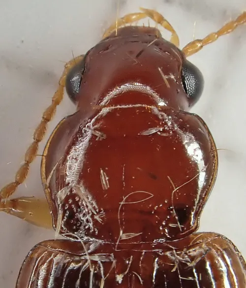 Bradycellus verbasci - photo 5