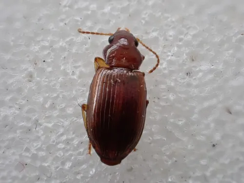 Bradycellus verbasci - photo 6