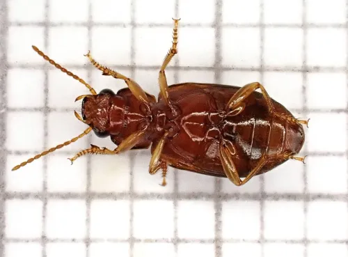 Bradycellus verbasci - photo 7