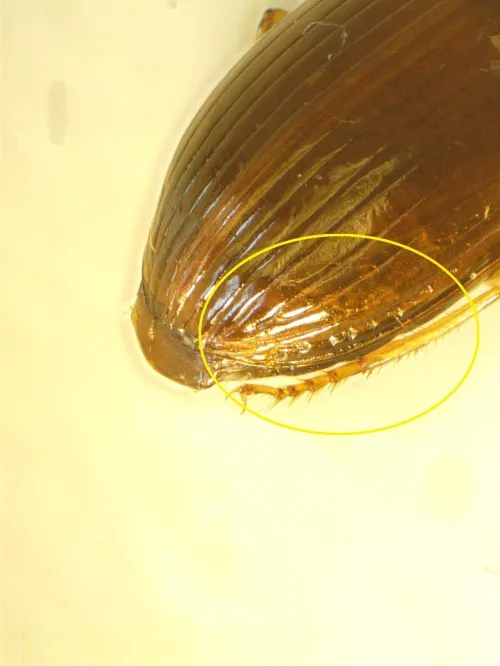 Bradycellus verbasci - photo 8