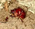 Bradycinetulus ferrugineus