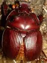 Bradycinetulus ferrugineus - photo 2