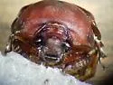 Bradycinetulus ferrugineus - photo 4