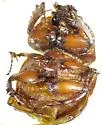 Bradycinetulus ferrugineus - photo 5