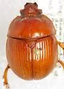 Bradycinetulus fossatus