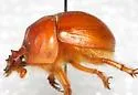 Bradycinetulus fossatus - photo 2