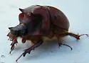Bradycinetulus fossatus - photo 4