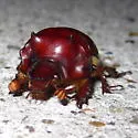 Bradycinetulus rex - Bradycinetulus rex