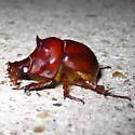 Bradycinetulus rex - photo 2