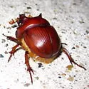 Bradycinetulus rex - photo 3