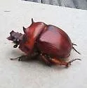 Bradycinetulus rex - photo 4