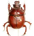 Bradycinetulus rex - photo 5