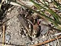 Slow Mountain Grasshopper - photo 2