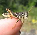 Slow Mountain Grasshopper - photo 3