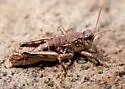 Slow Mountain Grasshopper - photo 4