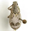 Bradyrhynchoides constrictus - Bradyrhynchoides constrictus