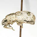 Bradyrhynchoides constrictus - photo 2