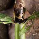 Bradysia giraudii