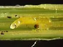 Bradysia giraudii - photo 3