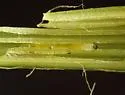 Bradysia giraudii - photo 4