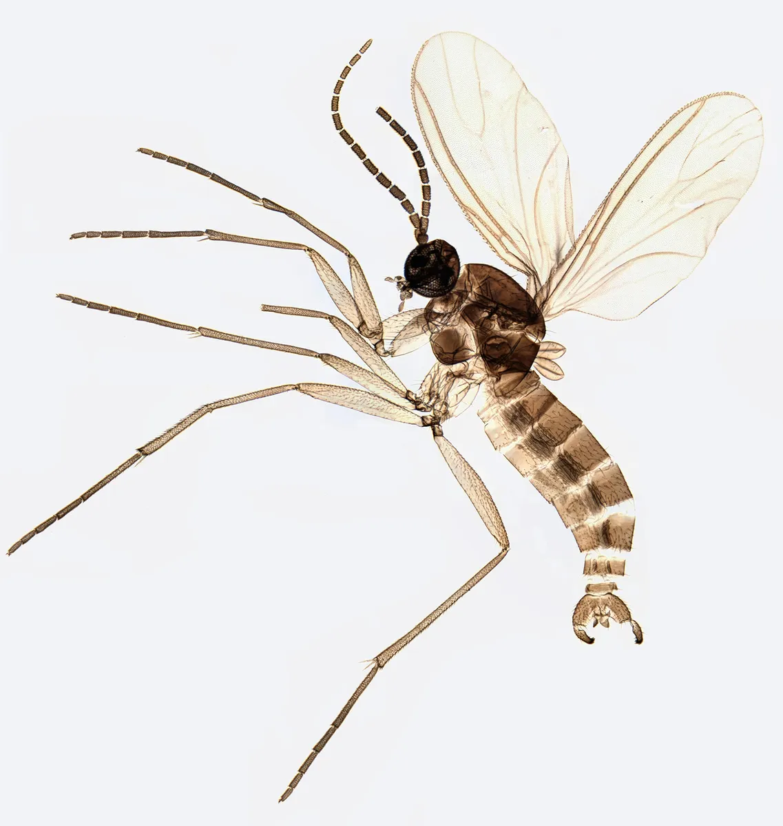Bradysia ocellaris - photo 3