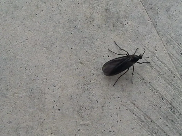 Bradysia pallipes - photo 2