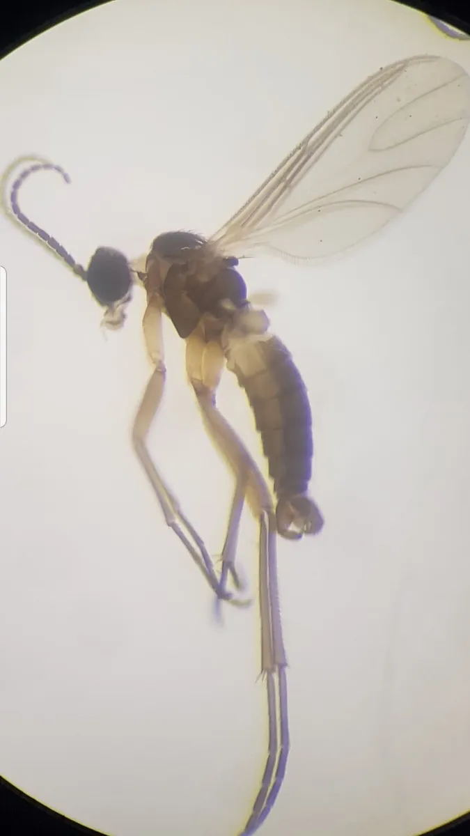 Bradysia tilicola - photo 3