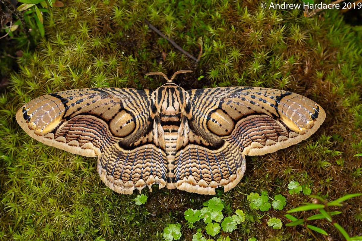 Brahmin Moths - photo 3