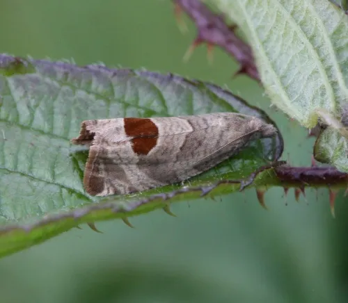 Bramble Shoot Moth - Notocelia uddmanniana