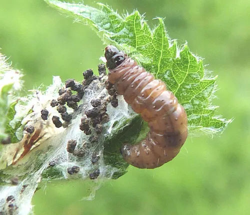 Bramble Shoot Moth - photo 2