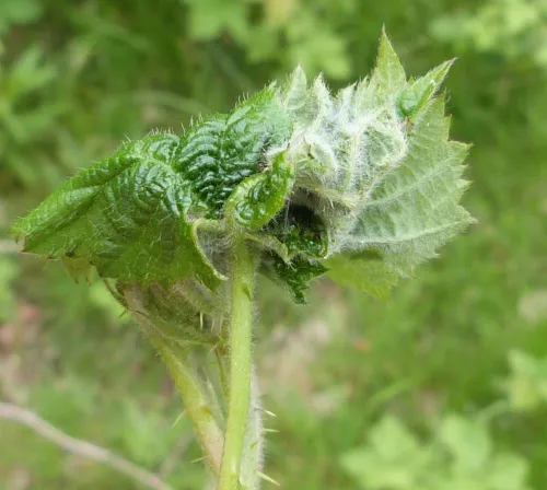Bramble Shoot Moth - photo 3