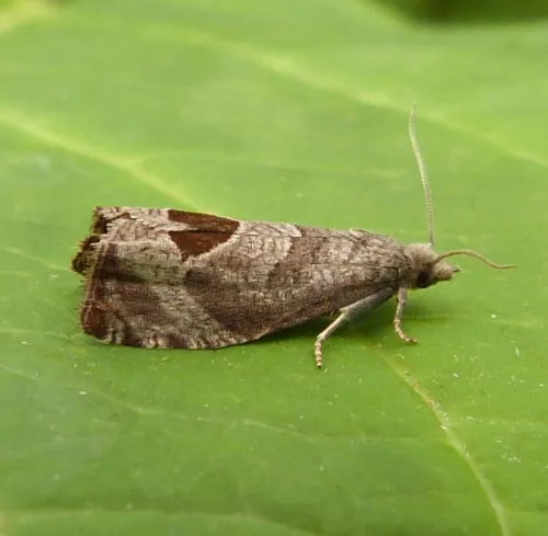 Bramble Shoot Moth - photo 4
