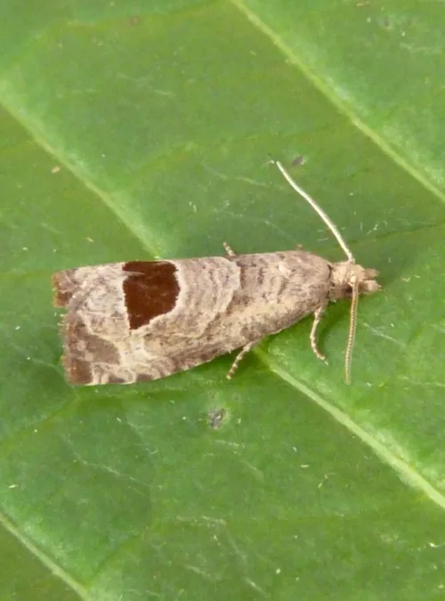 Bramble Shoot Moth - photo 5
