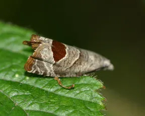 Bramble Shoot Moth - photo 6