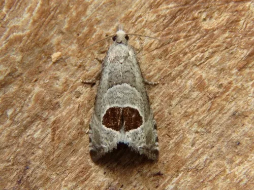 Bramble Shoot Moth - photo 7