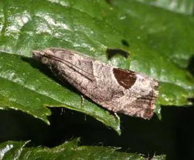 Bramble Shoot Moth - photo 8