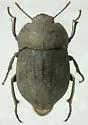Branchus floridanus