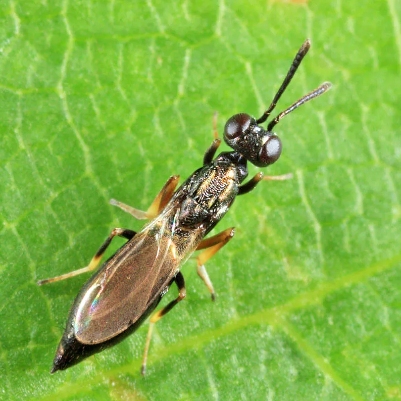 Brasema allynii - photo 2