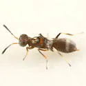 Brasema gemmarii